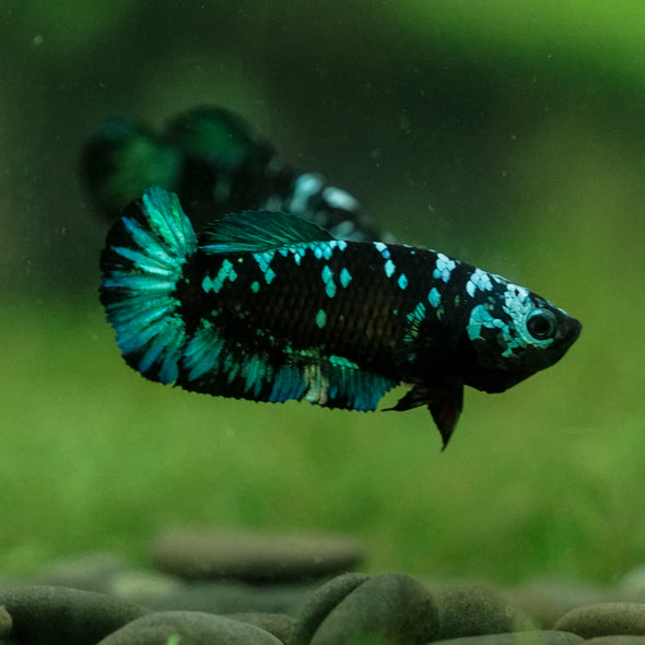 Black Galaxy Koi Plakat (Avatar) - Female- 13 Weeks Old