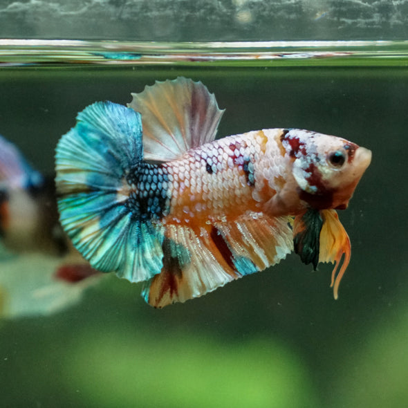 Multicolor/Galaxy Koi Plakat -11 weeks Old