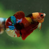 Multicolor/Galaxy Koi Plakat -16 weeks Old