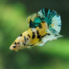 Multicolor/Galaxy Koi Plakat -16 weeks Old