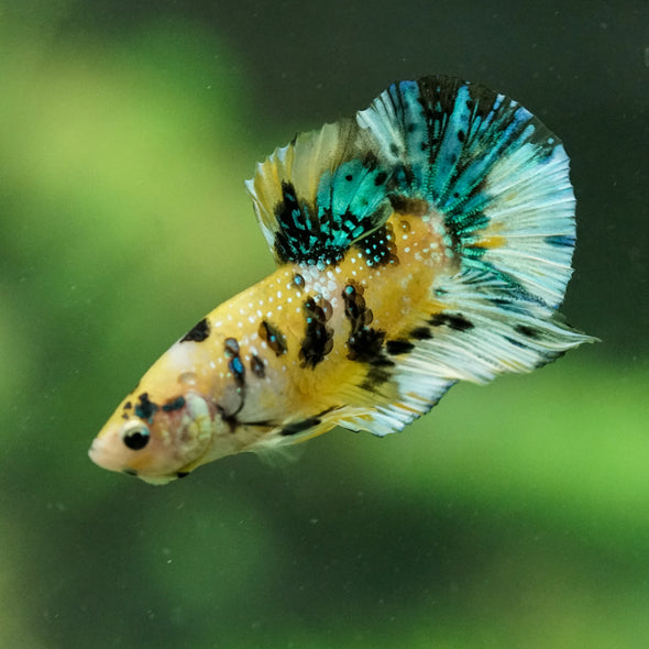 Multicolor/Galaxy Koi Plakat -16 weeks Old