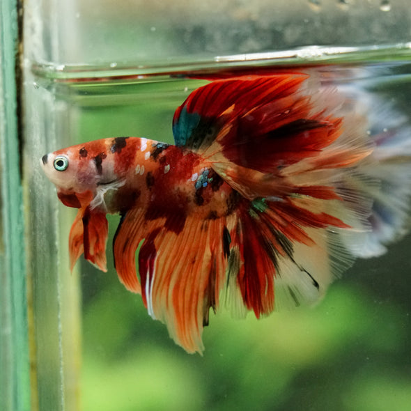 Galaxy/Candy Koi Halfmoon - 14 weeks old