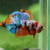 Multicolor/Galaxy Koi Plakat -13 weeks Old