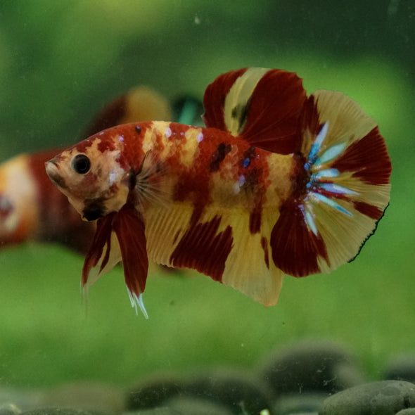 Multicolor/Galaxy Koi Plakat -13 weeks Old