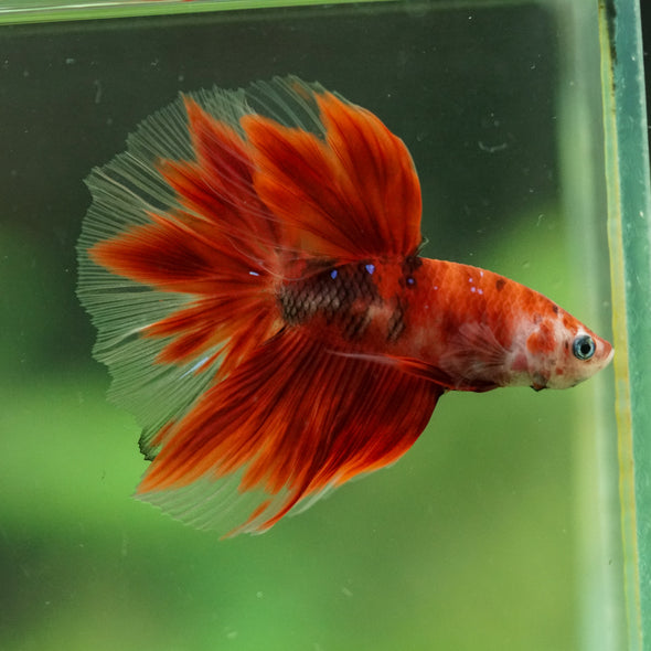 Galaxy/Candy Koi Halfmoon - 14 weeks old