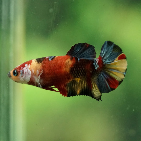 Multicolor/ Galaxy Koi Plakat- Female- 13 Weeks Old