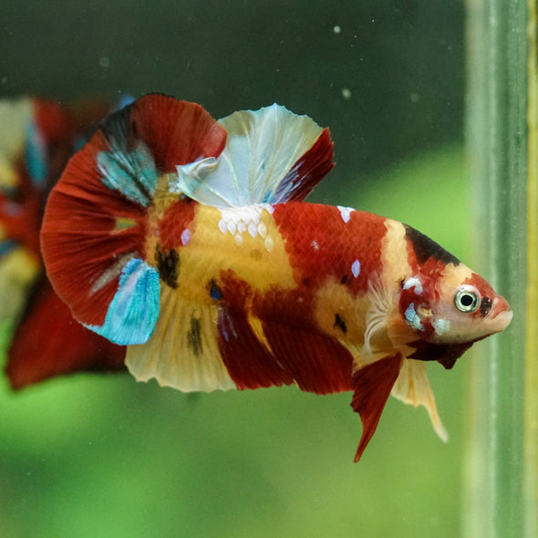 Multicolor/Galaxy Koi Plakat -15 weeks Old