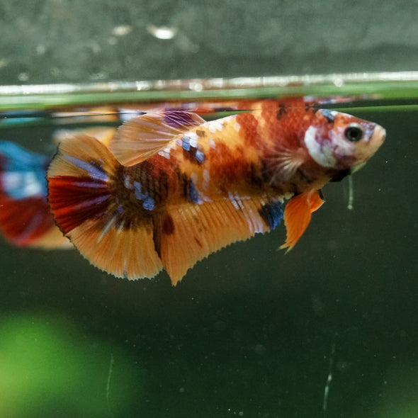 Multicolor/ Galaxy Koi Plakat- Female- 13 Weeks Old