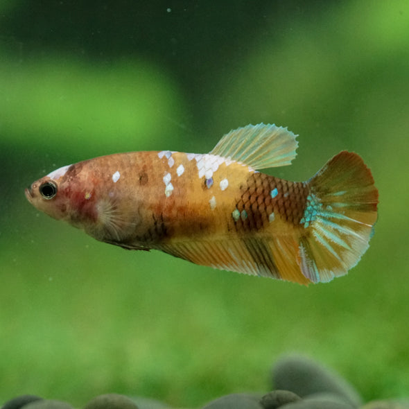 Multicolor/ Galaxy Koi Plakat- Female- 13 Weeks Old