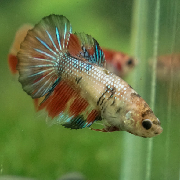 Multicolor/ Galaxy Koi Halfmoon - Female- 13 Weeks Old