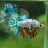 Galaxy/Candy Koi Halfmoon - 13 weeks old