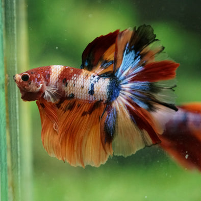 Galaxy/Candy Koi Halfmoon - 14 weeks old