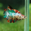 Multicolor/ Galaxy Koi Halfmoon- Female- 13 Weeks Old