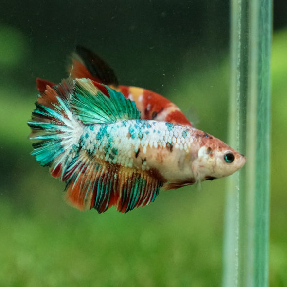 Multicolor/ Galaxy Koi Halfmoon- Female- 13 Weeks Old