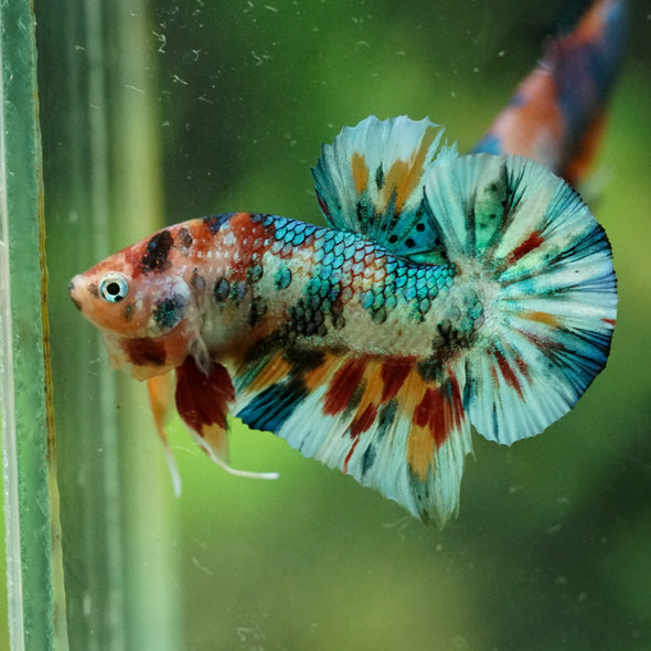 Multicolor/Galaxy Koi Plakat -16 weeks Old