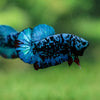 Black Koi Galaxy Plakat (Avatar) -13 weeks Old