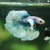 Dumbo Halfmoon - 12 weeks old
