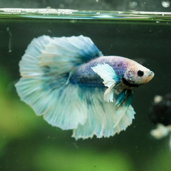 Dumbo Halfmoon - 12 weeks old