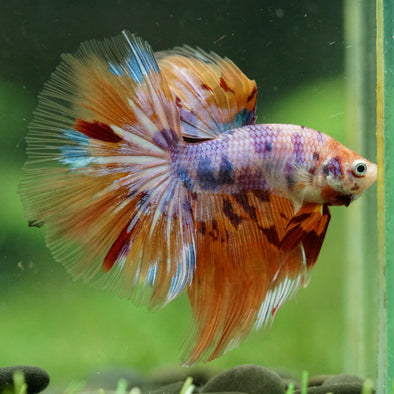Galaxy/Candy Koi Halfmoon - 14 weeks old