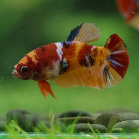 Multicolor/ Galaxy Koi Plakat- Female- 13 Weeks Old