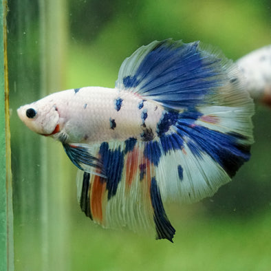 Galaxy/Candy Koi Halfmoon - 14 weeks old