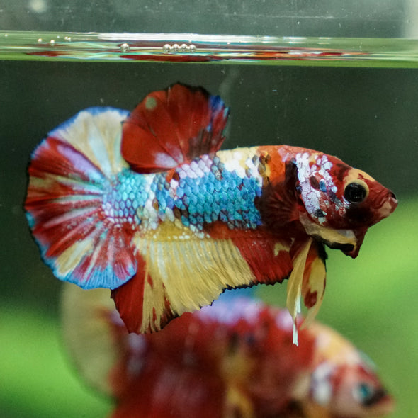 Multicolor/Galaxy Koi Plakat -13 weeks Old