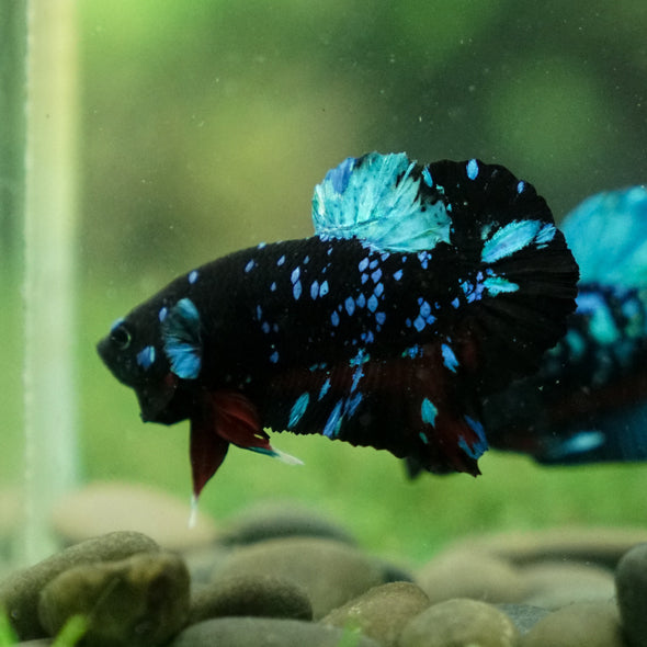 Black Koi Galaxy Plakat (Avatar) -13 weeks Old