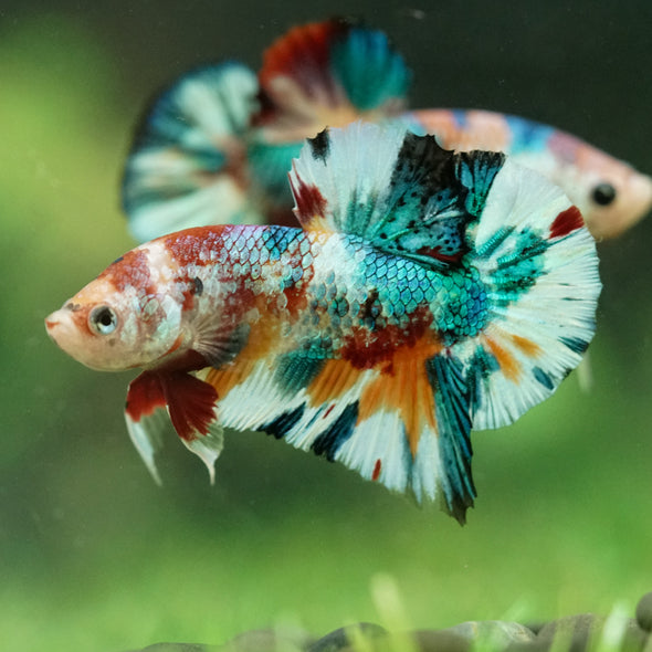 Multicolor/Galaxy Koi Plakat -16 weeks Old