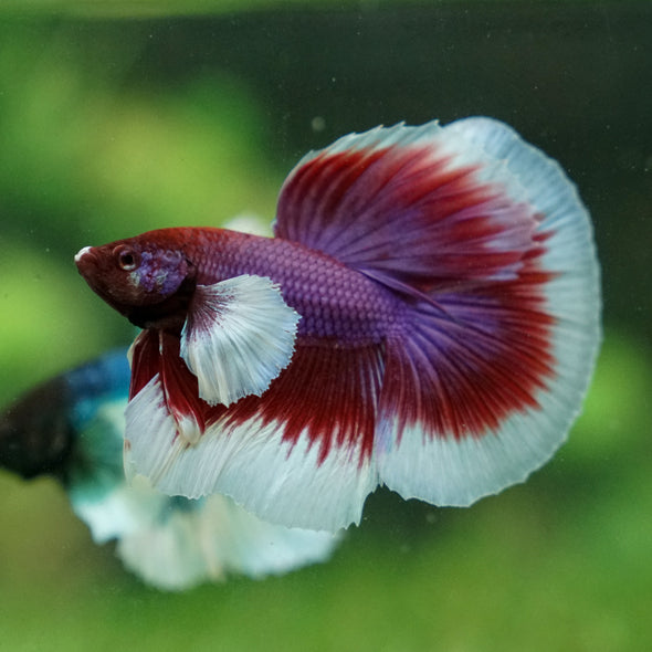 Dumbo Halfmoon - 10 weeks old