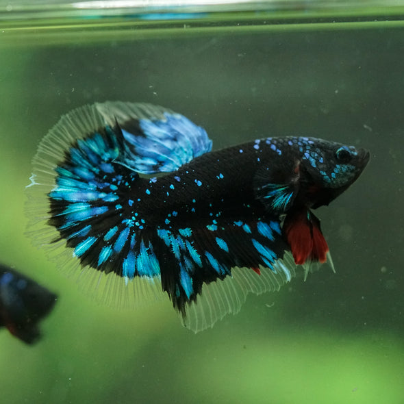 Black Base Galaxy/Candy Koi Halfmoon - 14 weeks old