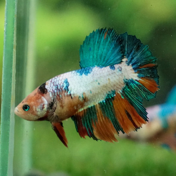 Multicolor/ Galaxy Koi Halfmoon- Female- 13 Weeks Old