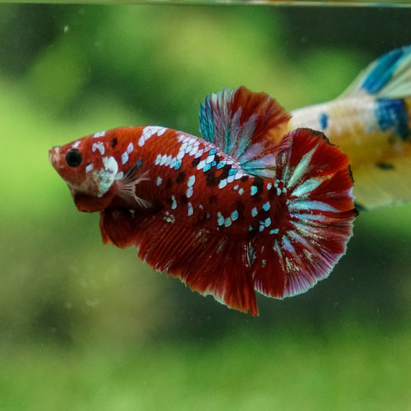 Multicolor/Galaxy Koi Plakat -13 weeks Old