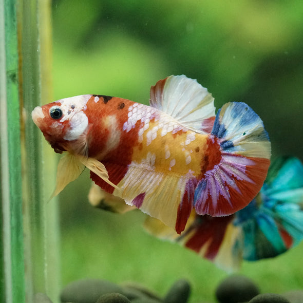 Multicolor/Galaxy Koi Plakat -15 weeks Old