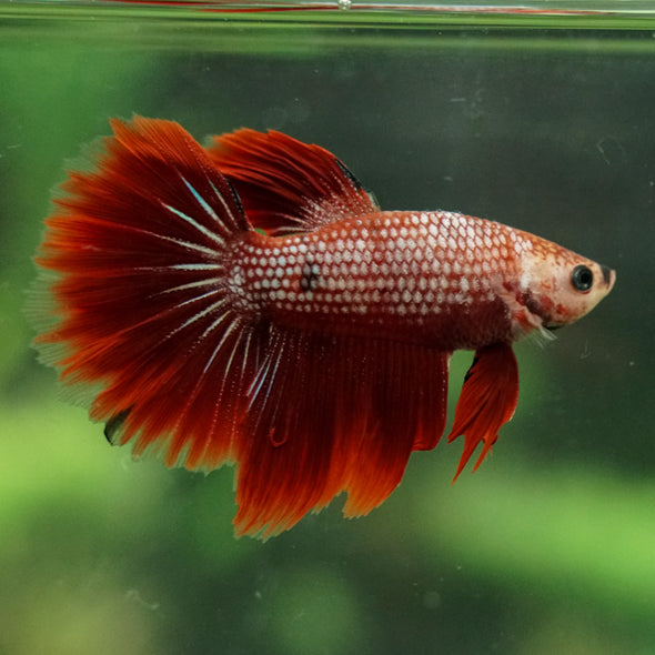 Galaxy/Candy Koi Halfmoon - 14 weeks old