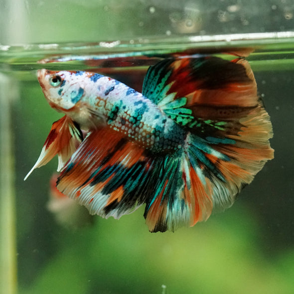Galaxy/Candy Koi Halfmoon - 11 weeks old