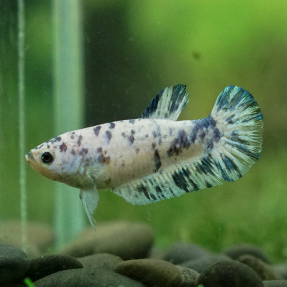 Blue/Green Dalmatian Plakat- Female