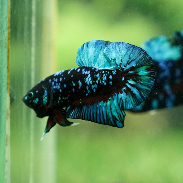 Black Koi Galaxy Plakat (Avatar) -13 weeks Old