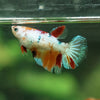 Multicolor/ Galaxy Koi Halfmoon- Female- 13 Weeks Old