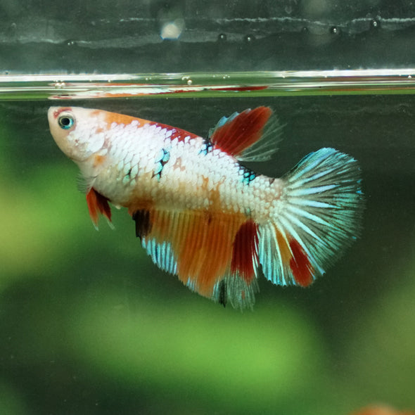 Multicolor/ Galaxy Koi Halfmoon- Female- 13 Weeks Old