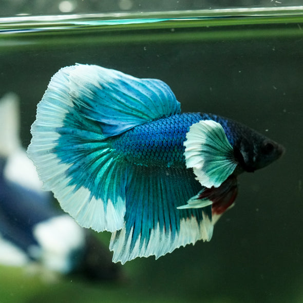 Dumbo Halfmoon - 12 weeks old