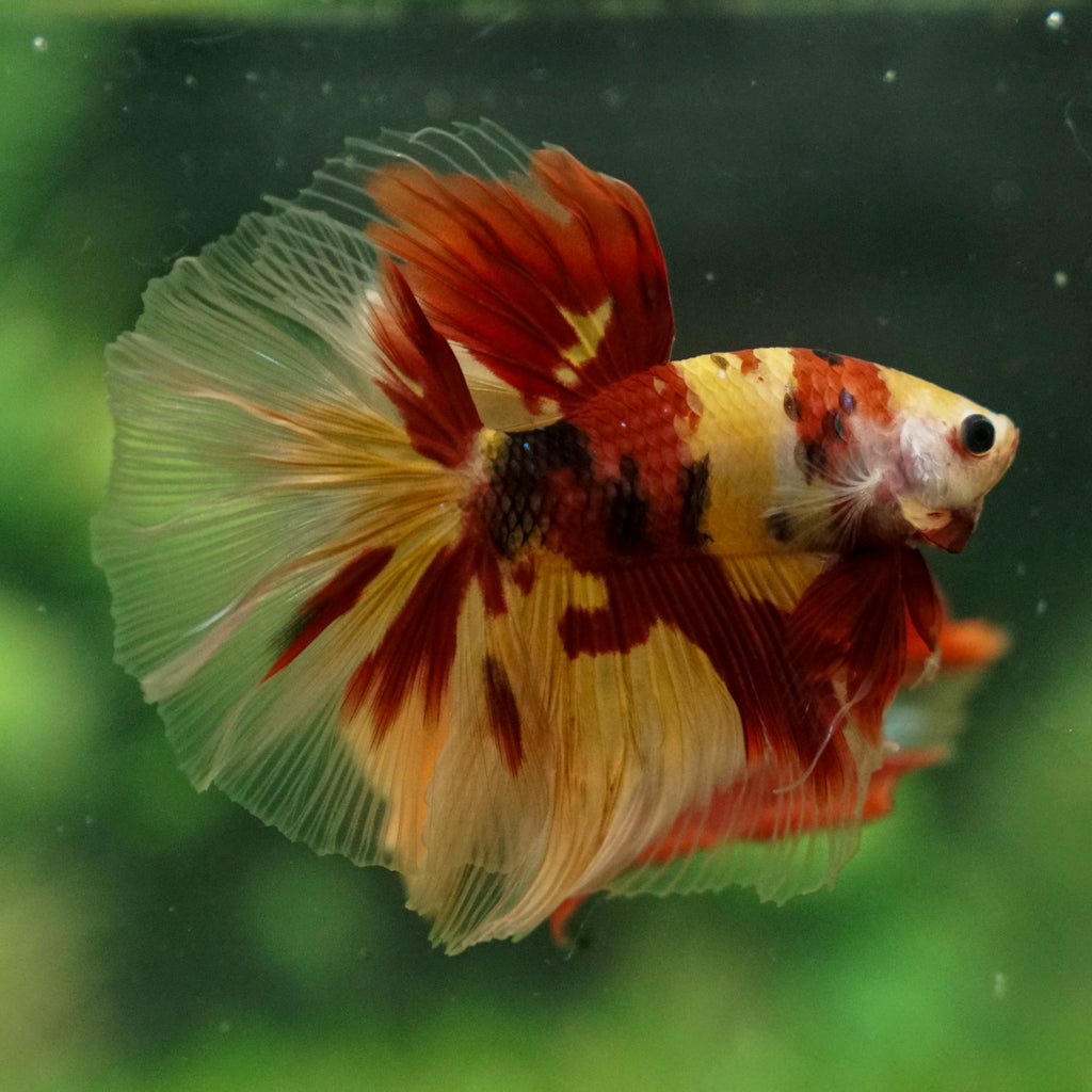 Galaxy/Candy Koi Halfmoon - 13 weeks old – Betta Squad USA, LLC. Galaxy/Candy Koi Halfmoon - 13 weeks old – Betta Squad USA, LLC.