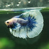 Dumbo Halfmoon - 12 weeks old