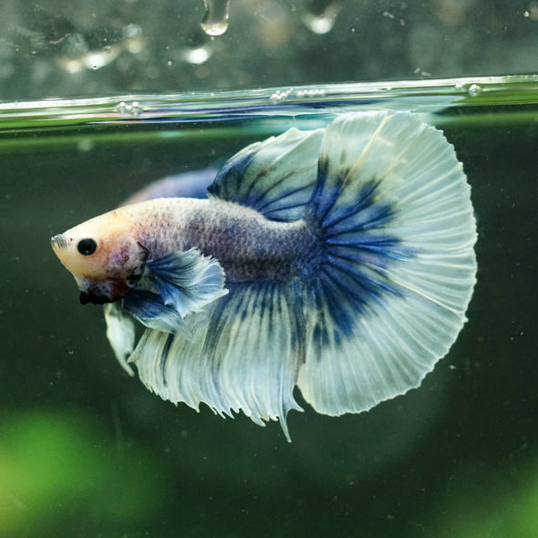 Dumbo Halfmoon - 12 weeks old