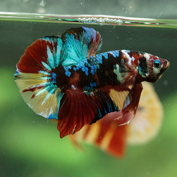 Multicolor/Galaxy Koi Plakat -16 weeks Old