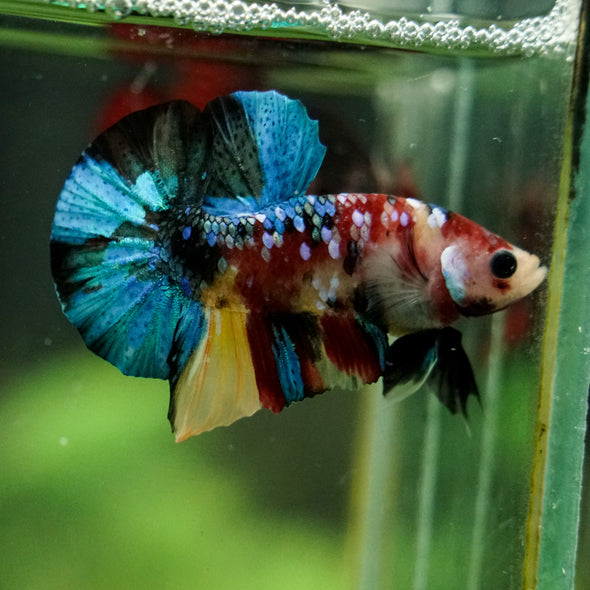 Multicolor/Galaxy Koi Plakat -16 weeks Old