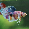 Multicolor/Galaxy Koi Plakat -10 weeks Old