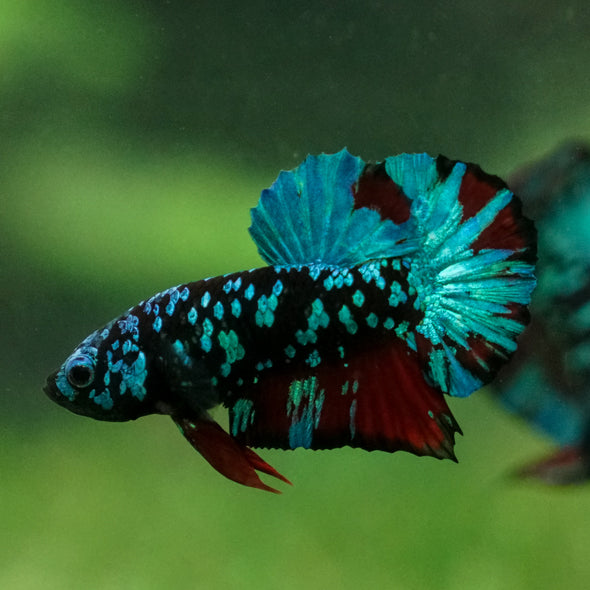 Multicolor/Galaxy Koi Plakat -13 weeks Old