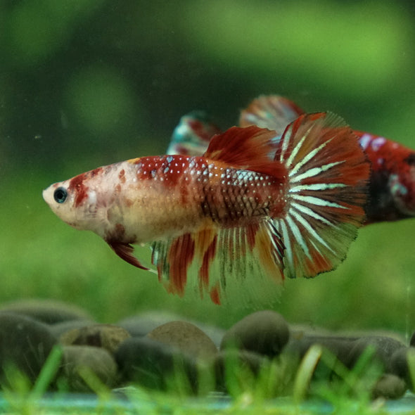 Multicolor/ Galaxy Koi Halfmoon- Female- 13 Weeks Old