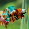 Multicolor/Galaxy Koi Plakat -16 weeks Old