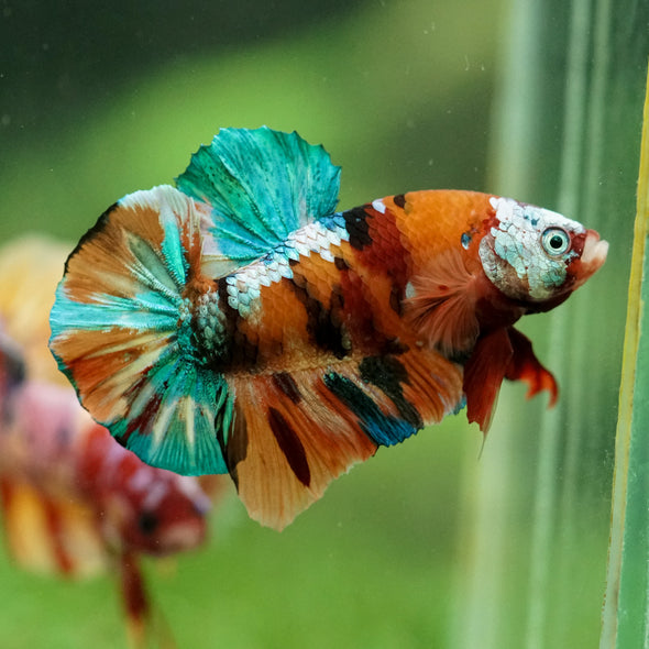 Multicolor/Galaxy Koi Plakat -16 weeks Old